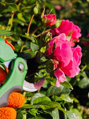 Çiçekli Pembe Güller 'le Eko Hayat Tarzı Bahçıvanlığı. Çevresel yaşam tarzı, bahçe ürünleri markalaşması ve organik yaşam kampanyaları için ideal..