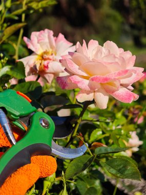 Bahçedeki pembe gülleri buduyorum. Bahçıvanların elleri, makaslarla çiçekleri kesiyorum.