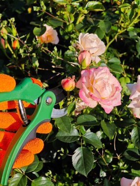 Çiçekli Pembe Güller 'le Eko Hayat Tarzı Bahçıvanlığı. Çevresel yaşam tarzı, bahçe ürünleri markalaşması ve organik yaşam kampanyaları için ideal..