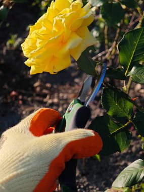 Çiçek bahçesindeki canlı sarı bir gülü budamak için budama makası kullanan siyah noktalı bir eldivenle bir bahçıvanın elinin yakın çekimi..