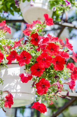 Tencere kırmızı çiçekler