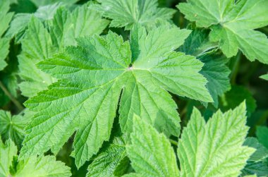 Arka plan olarak üzüm yaprakları