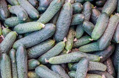 taze salatalık doku olarak