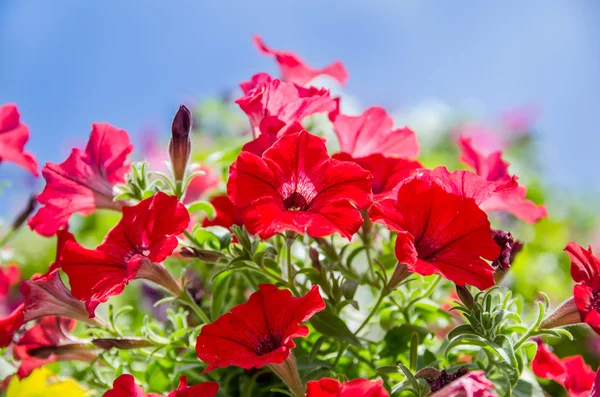 Rote Blumen in Töpfen — Stockfoto