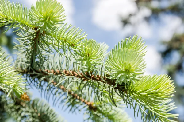 Close-up van dennenboom tak — Stockfoto