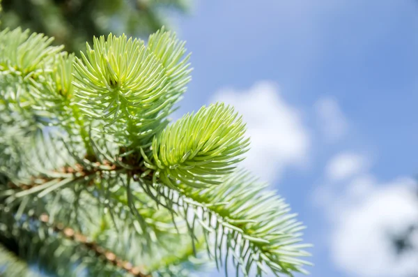 Close up of fir tree branch Stock Picture