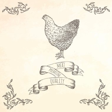 Çizilmiş tavuk illüstrasyon el.