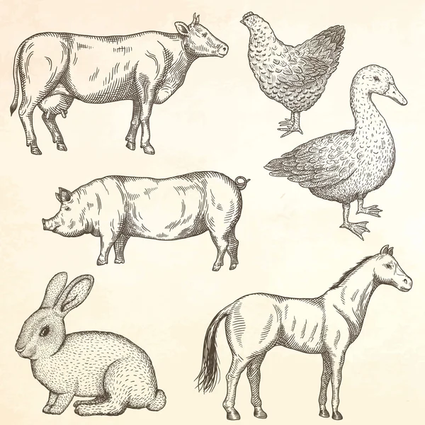 农场动物群. — 图库矢量图片