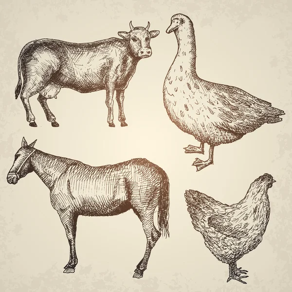 Farm samling. Vektor illustration. — Stock vektor