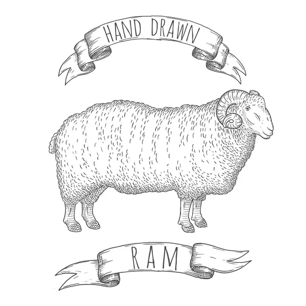 RAM hand getekende illustratie. — Stockvector