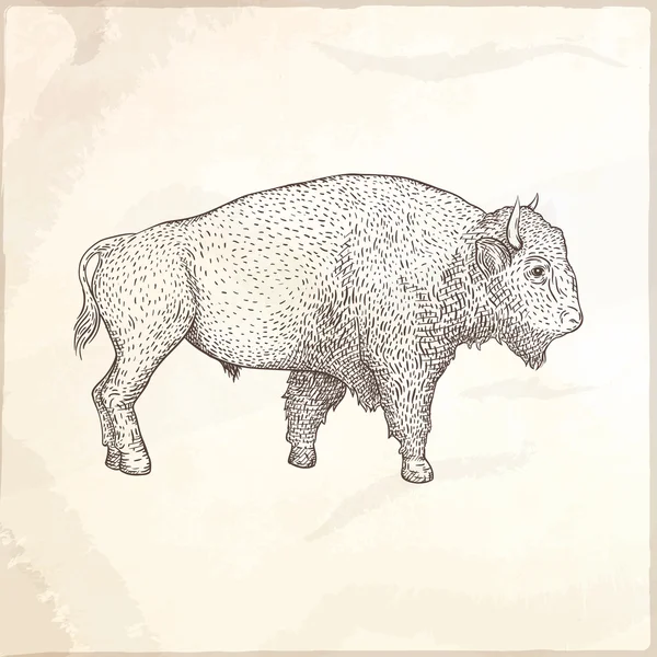 Ilustração vetorial desenhada à mão Bison . — Vetor de Stock