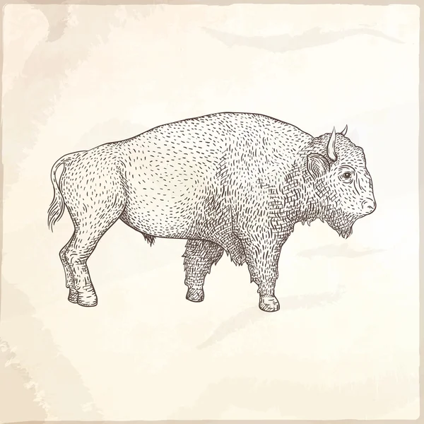 Bison hand dras vektor illustration. — Stock vektor