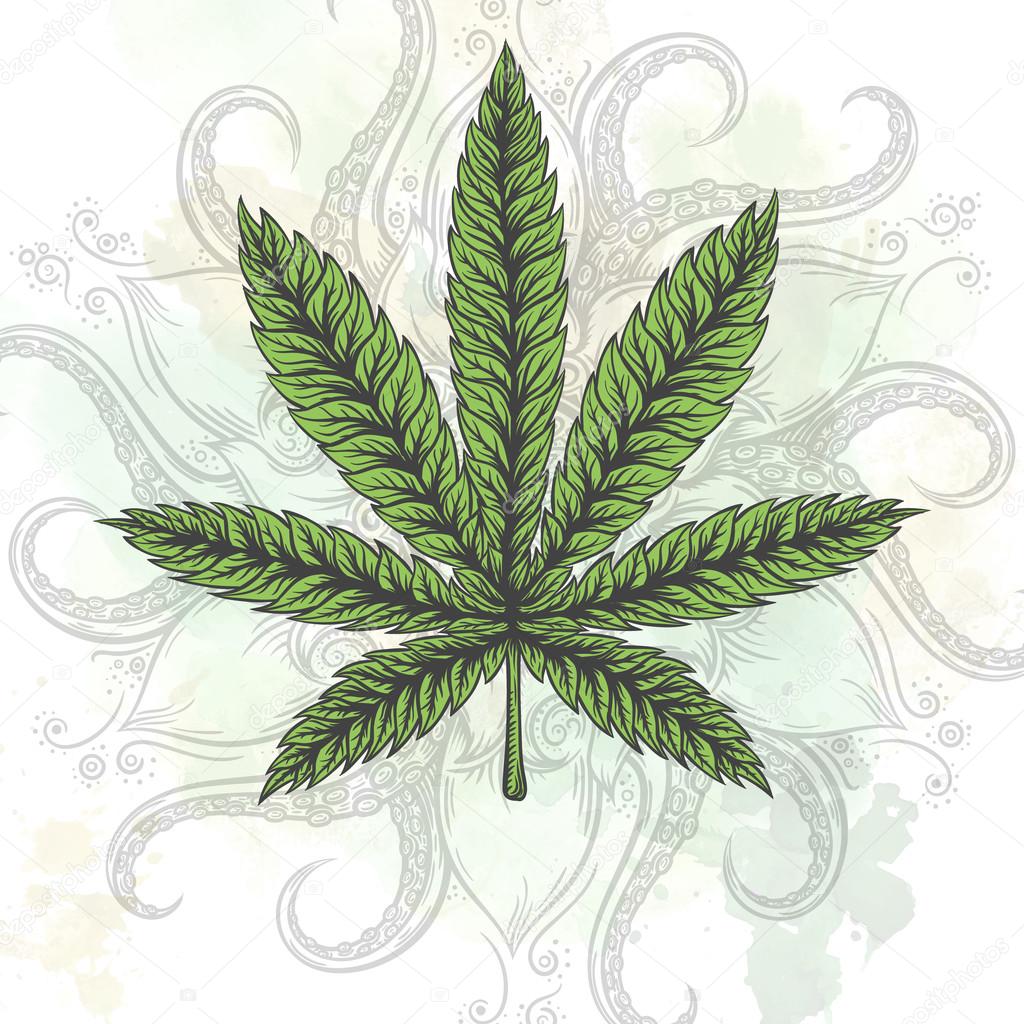 Marijuana leaf. Hand drawn isolated illustrations on abstract watercolor background.