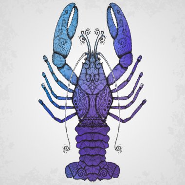 Istakoz. İzole illüstrasyon el çekilmiş.