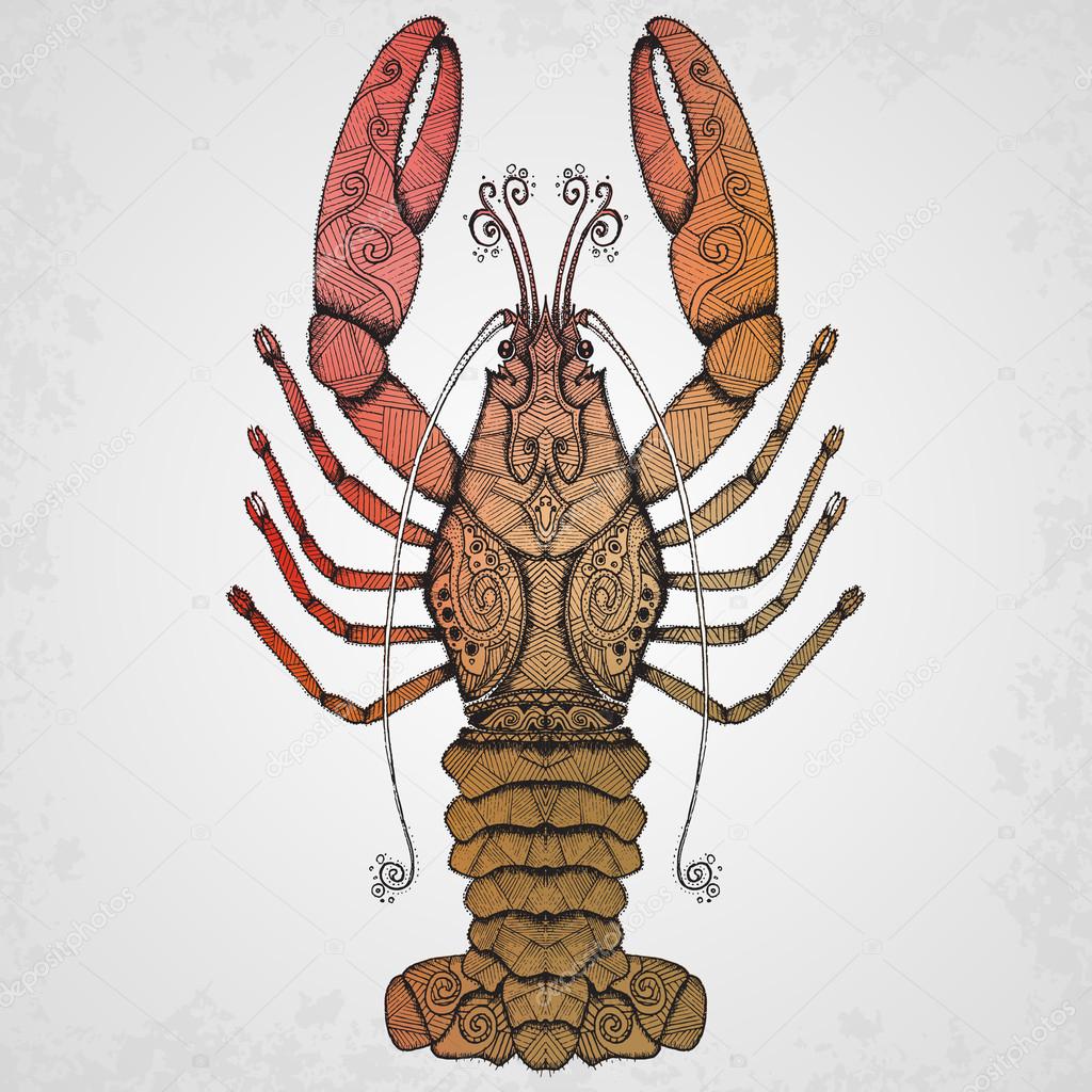 Lobster. Hand drawn isolated illustration. Stock Vector Image by