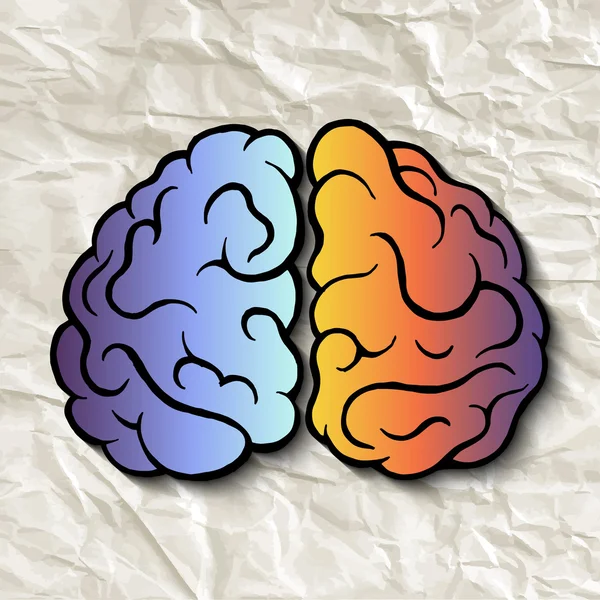 Los hemisferios izquierdo y derecho del cerebro . — Vector de stock