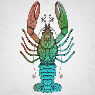 Istakoz. İzole illüstrasyon el çekilmiş.