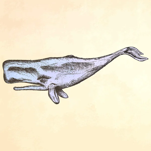 Gravure hand getrokken walvis. — Stockvector