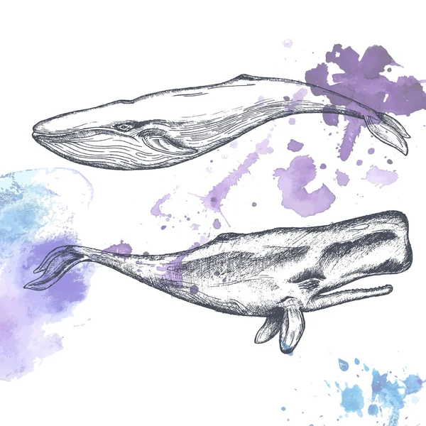 Hand getrokken walvissen. — Stockvector