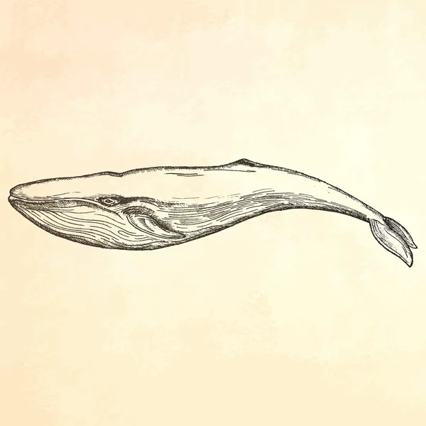 Gravyr hand dras whale. — Stock vektor