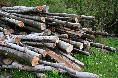 Pile of freshly cut logs stacked on green grass near a countryside house, surrounded by spring trees. Concept of forestry, logging, firewood preparation, rural lifestyle, and natural resources.
