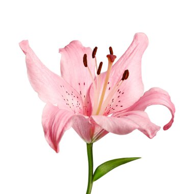 Pembe Lilium 'un beyaza yakın çekimi. Çiçek dekoru, tasarım için doğal güzellik konsepti, tebrik kartları, kozmetik, sağlık, spa, doğa temaları ve çiçek aranjmanları için.