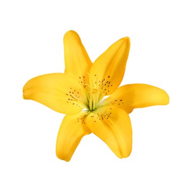 Beyaz arka planda izole edilmiş sarı zambak çiçeği. Tasarım, dekorasyon, tebrik kartları, kolajlar, düğün temaları ve botanik projeleri için parlak zarif bir çiçek.