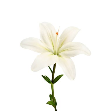 Beyaz arka planda izole edilmiş beyaz bir zambak çiçeği. Tasarımlar, kartlar, desenler, çiçek aranjmanları, çerçeveler, düğün kartları ve davetiyeler oluşturma unsuru.
