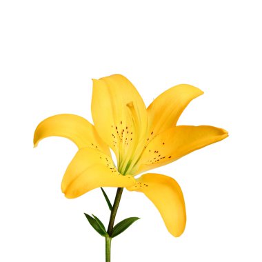 Beyaz arka planda yeşil yapraklı sarı zambak çiçeği. Botanik tasarım, bahar temaları, dekor ve tebrik kartları için parlak çiçek ögesi.