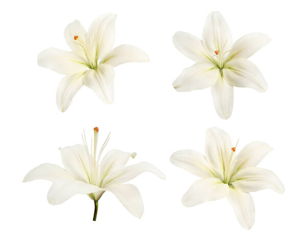 Set of white lily flowers isolated on white background. Elegant floral collection for design, decoration, greeting cards, collages, wedding themes and botanical projects.