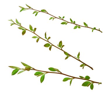 Beyaz üzerinde yeşil yapraklar olan taze bahar dalları koleksiyonu. Mevsimsel tasarım, çiçek düzenlemeleri ve ekolojik kavramlar için doğal bahar botanik unsurları.