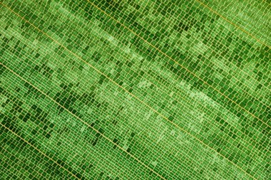 Doğal damar desenli yeşil bambu yaprağı dokusu. Organik botanik arka plan, soyut doğa yüzeyi, tropikal yeşillik ayrıntıları, çevre dostu ve doğal tasarım arka planı.