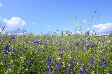 Mavi gökyüzünün altında çiçek açan mavi ve sarı kır çiçekleriyle karışık genç buğday tarlası. Taze bahar tarım arazisi manzarası.