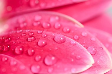 Taze su damlacıkları ile pembe çiçek yaprakları makro. Yumuşak odaklı ve doğal tazeliği olan parlak çiçek arkaplanı..