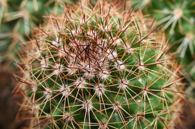 Keskin dikenlerle kaplı bir kaktüs makrosu. Doğal yapısı olan sulu bir çöl bitkisinin botanik detayları..