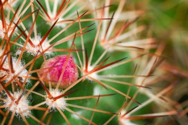 Pembe çiçek tomurcuğu ve sivri dikenli kaktüsün makro ayrıntıları. Doğal dokusu ve sığ bir alan derinliği olan yeşil sulu bir bitkinin botanik detayları..