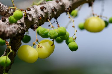 yıldız bektaşi üzümü