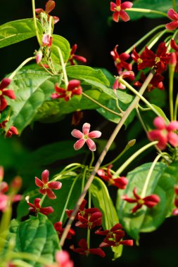 Çiçek Bahçe tesisi