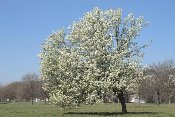Lkbaharda Açan Bir Ağaç — Stok fotoğraf