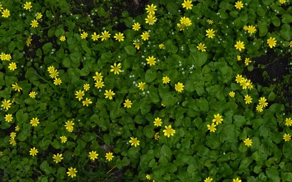 Primavera Fundo Colorido Grama Verde Wirh Flores Amarelas — Fotografia de Stock