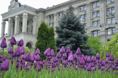 Şehir merkezinde leylak laleler, ağaçlar ve bina var.