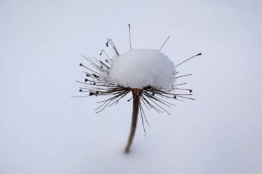 Kar örtüsünün altındaki dekoratif soğanın kuru cilt bakımı. Beyaz kar örtüsü..