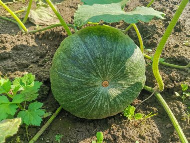 Yeşil balkabağı, güneşli bir günde, büyük bir yaprağın gölgesinin altında yere yakın duruyor.