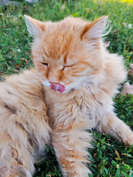 Röd Fluffig Katt Slickar Sina Läppar Och Tvättar Sig Grönt — Stockfoto