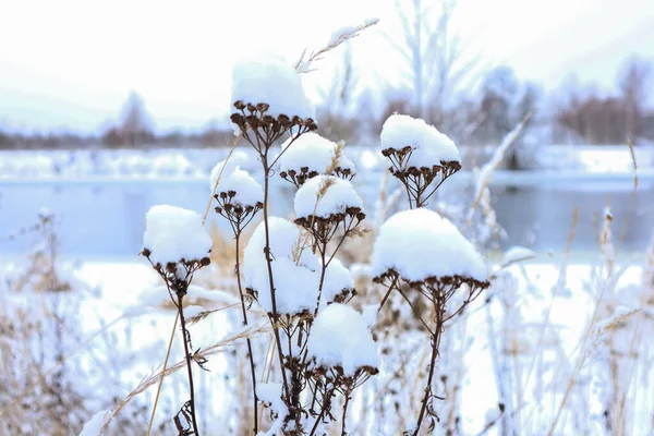 Gedroogde Gras Onder Sneeuw Sneeuw Bloemen Natuur Winter Wereldnatuurdag — Stockfoto