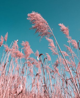Mavi gökyüzü arka planında otlar. Kurumuş sazlıklarla kaplı bir manzara. Doğal arka plan, açık hava, toprak rengi, boho tarzı. Mavi ton. Asgari doğal soyut kavram.