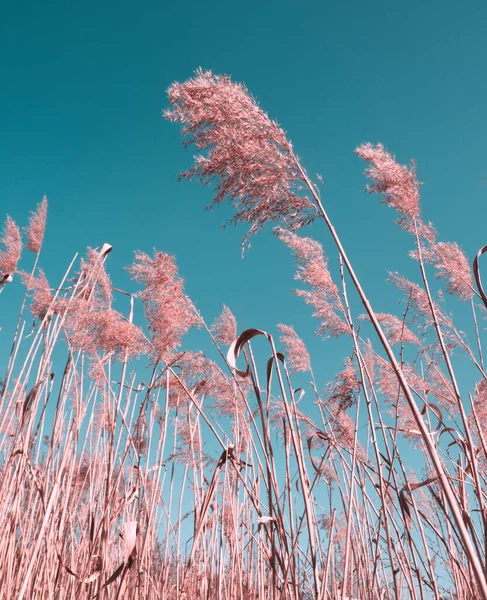 青空の背景にパンパス草 乾燥した葦の草の風景 自然の背景 アーストーンの色 Bohoスタイル ブルートーン 最小限の自然抽象概念 — ストック写真