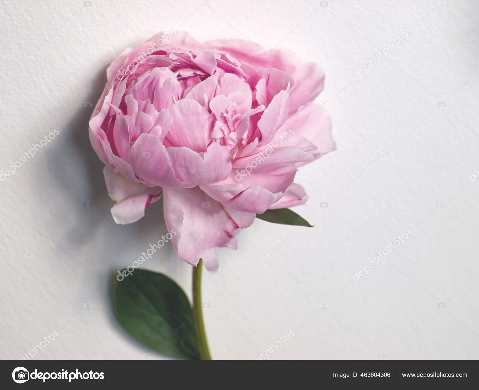Single Lembut Bunga Peony Merah Muda Pada Latar Belakang Putih Stok Foto C Sve M 463604306