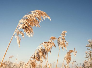 Kış manzarası: Mavi gökyüzü arka planında buzlu ve karlı otlar. Kurutulmuş sazlıklar. Doğal tonlar arka plan, açık hava, bej rengi, boho tarzı. Asgari doğal soyut kavram. Kışın kurumuş ot
