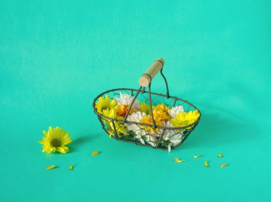 Renkli kasımpatı çiçekleri ve turkuaz arka planda bir sepetin içindeki taç yaprakları. Moda minimalist çiçek konsepti. Sonbahar papatya çiçekleri. Düzen, şablon veya kart, kopyalama alanı. Çiçek tasarımı.